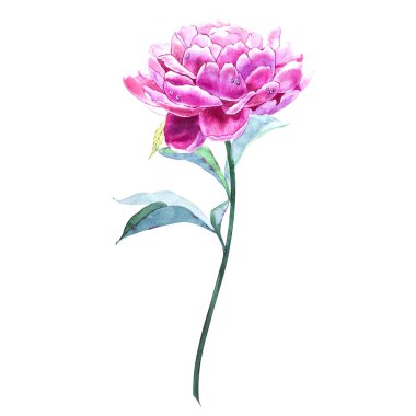 Pembe peonies suluboya unsurları ayarlayın. Koleksiyon Bahçe çiçek. Beyaz arka plan üzerinde izole suluboya resim Şakayık.