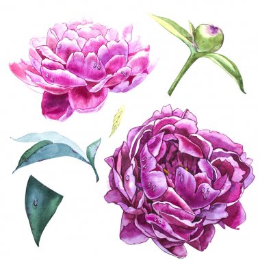 Pembe peonies suluboya unsurları ayarlayın. Koleksiyon Bahçe çiçek. Beyaz arka plan üzerinde izole suluboya resim Şakayık.