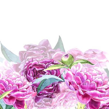 Vintage peony şablonu. Sulu boya resim. Tasarım öğeleri kartları, davetiyeler ve Tekstil için. Beyaz izole.