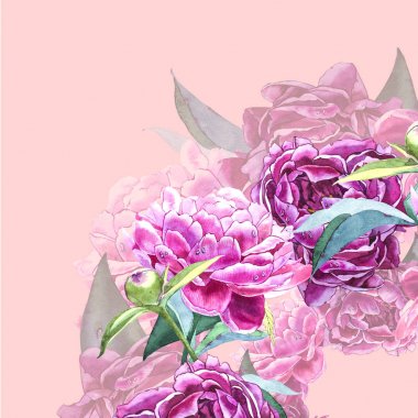 Vintage peony şablonu. Sulu boya resim. Tasarım öğeleri kartları, davetiyeler ve Tekstil için. Beyaz izole.