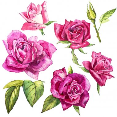 Gül sulu boya unsurları ayarlayın. Koleksiyon Bahçe pembe çiçekler, yapraklar, dallar. Botanik illüstrasyon izole beyaz arka plan üzerinde. Tomurcuk gül.