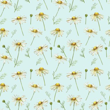 Papatya ya da papatya buketleri, beyaz çiçekler. Tasarım için beyaz arkaplan üzerine gerçekçi botanik çizim, botanik tarzda el çizimi. Kusursuz desenler.