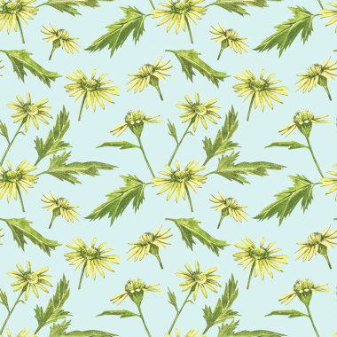 Papatya ya da papatya buketleri, sarı çiçekler. Tasarım için beyaz arkaplan üzerine gerçekçi botanik çizim, botanik tarzda el çizimi. Kusursuz desenler.