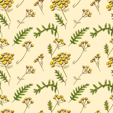 Yabani çiçekler tıbbi tansi suluboya çizimleri. Beyaz arka planda izole edilmiş. Çiçek, bitkisel bitki. Tam bir botanik çizimi. Kusursuz desenler.