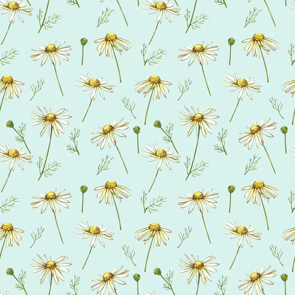 Heřmánek nebo Daisy kytice, bílé květy. Realistický botanický náčrt na bílém pozadí pro design, ruční kreslení ilustrace v botanickém stylu. Bezešvé vzory. — Stock fotografie