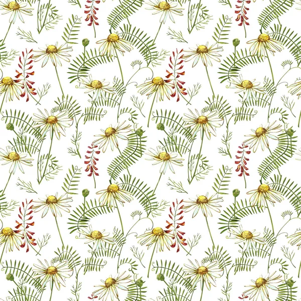Kamilla vagy Daisy csokrok, fehér virágok. Realisztikus botanikai vázlat fehér háttér design, kézzel rajzolni illusztráció botanikai stílusban. Zökkenőmentes minták. — Stock Fotó