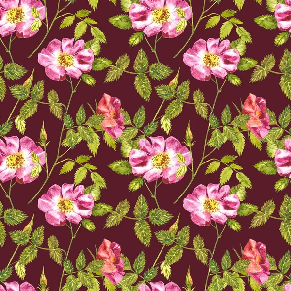 Botanisk vild ros blomma akvarell. Akvarell uppsättning nypon blommor och blad, handritade blommig illustration isolerad på en vit bakgrund. Sömlösa mönster. — Stockfoto