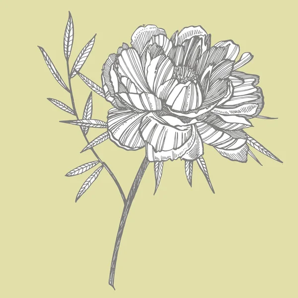 ピオニーの花と葉の絵。●手描きの花柄セット。植物のイラスト。入れ墨、招待状、グリーティングカードに最適 — ストックベクタ
