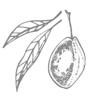 Erikler elle çizilmiş illüstrasyon. Mürekkep çizimi. El çizimi çizimi. Kusursuz desen. Sağlıklı organik yiyecekler. Çiftlik pazarı ürünleri. Paket tasarımı için en iyisi.