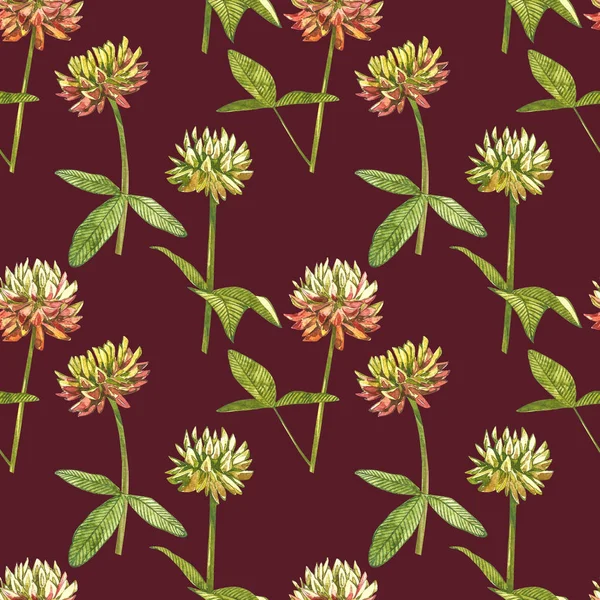 Akvarell botanikai rajz a rét rózsaszín lóhere. Trefoil illusztráció elszigetelt a fehér háttér. Virág, herbárium növény. Pontos botanikai illusztráció. Zökkenőmentes minták. — Stock Fotó