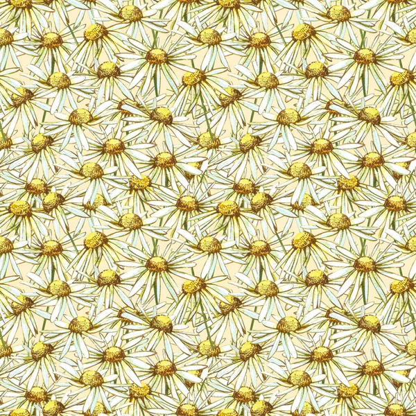 Kamomill eller Daisy buketter, vita blommor. Realistisk botanisk skiss på vit bakgrund för design, hand rita illustration i botanisk stil. Sömlösa mönster. — Stockfoto