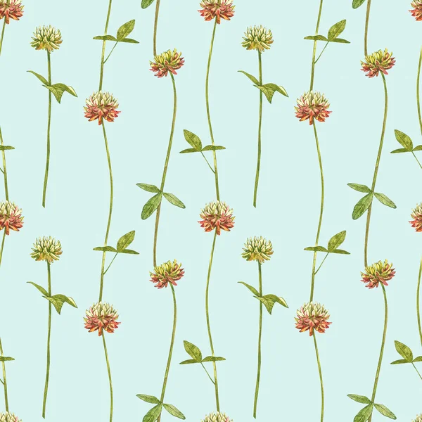 Akvarell botanisk teckning av ängen rosa klöver. Trefolie illustration isolerad på den vita bakgrunden. Blossom, herbariumväxt. Korrekt botanisk illustration. Sömlösa mönster. — Stockfoto
