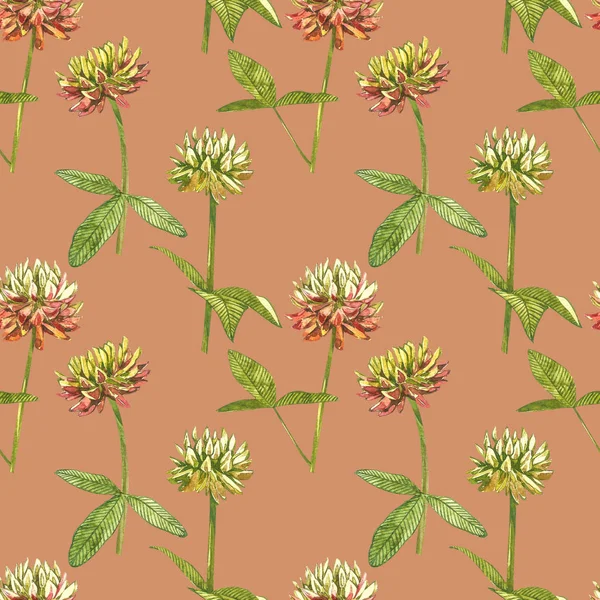 Akvarell botanisk teckning av ängen rosa klöver. Trefolie illustration isolerad på den vita bakgrunden. Blossom, herbariumväxt. Korrekt botanisk illustration. Sömlösa mönster. — Stockfoto