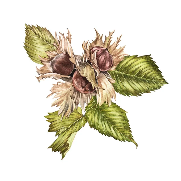 Akvarel realistické ilustrace lískových ořechů. Sada akvarel lískových ořechů prvky, ručně malované izolované na bílém pozadí. — Stock fotografie