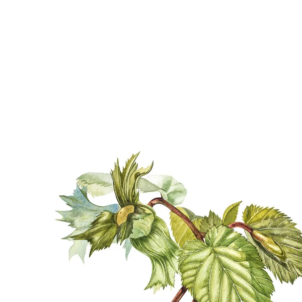 Aquarell realistische Darstellung von Haselnüssen. Set aus Aquarell-Haselnusselementen, handbemalt isoliert auf weißem Hintergrund. — Stockfoto