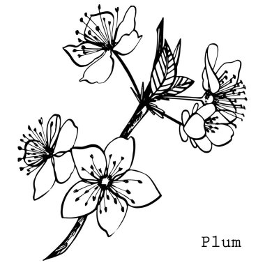 Erikler elle çizilmiş illüstrasyon. Mürekkep çizimi. El çizimi çizimi. Kusursuz desen. Sağlıklı organik yiyecekler. Çiftlik pazarı ürünleri. Paket tasarımı için en iyisi.