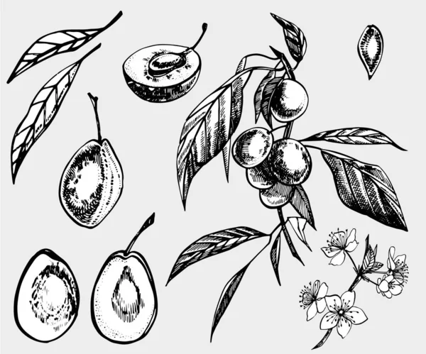 Prunes illustration dessinée à la main. Croquis à l'encre. Illustration dessinée à la main. Modèle sans couture. Aliments biologiques sains. Produits du marché agricole. Meilleur pour la conception de paquet . — Image vectorielle