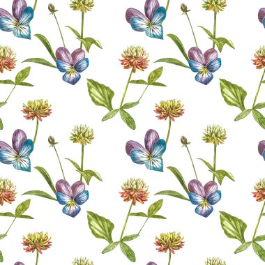 Hanım evladı ya da papatya çiçeği. Suluboya botanik illüstrasyon. Kozmetik, ilaç, tedavi, aromaterapi, hemşirelik, paket tasarımı, saha buketi için iyi. Kusursuz desenler.