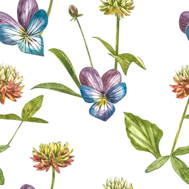 Hanım evladı ya da papatya çiçeği. Suluboya botanik illüstrasyon. Kozmetik, ilaç, tedavi, aromaterapi, hemşirelik, paket tasarımı, saha buketi için iyi. Kusursuz desenler.