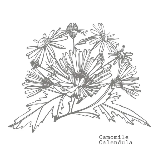 Camomilla. Raccolta di fiori e piante disegnati a mano. Botanica. Pronti. Fiori vintage. Illustrazione in bianco e nero nello stile delle incisioni . — Vettoriale Stock