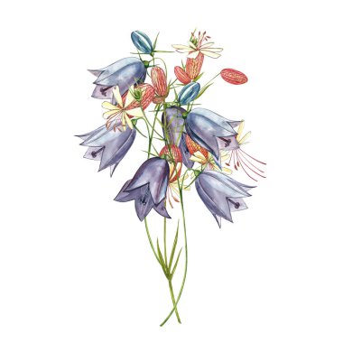 Bladder campion and Bells flowers. Watercolor set of drawing cornflowers, floral elements, hand drawn botanical illustration. Good for cosmetics, medicine, treating, aromatherapy, nursing, package clipart