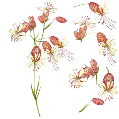 İdrar torbası çiçekleri. Çiçeklerin suluboya seti, çiçek elementleri, el çizimi botanik çizimler. Kozmetik, ilaç, tedavi, aromaterapi, hemşirelik, paket tasarımı, alan