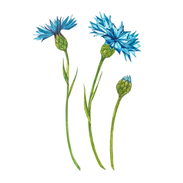 Niebieski zioło kukurydzy lub kwiat przycisku kawalera bukiet izolowany na białym tle. Zestaw rysunku chabry, elementy kwiatowe, akwarela botaniczna ilustracja. — Zdjęcie stockowe