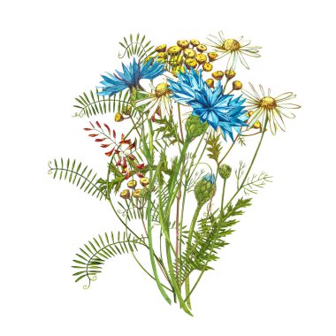 Mavi Cornflower Herb ya da beyaz arka planda izole edilmiş Pansy çiçekleri olan bekarlığa veda çiçeği buketi. Çiçek, çiçek, suluboya, botanik çizimler..