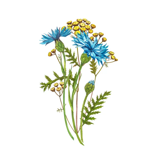 Blauwe Korenbloem Herb of bachelor knop bloemboeket met Pansy bloemen geïsoleerd op witte achtergrond. Set van tekening korenbloemen, bloemen elementen, aquarel botanische illustratie. — Stockfoto