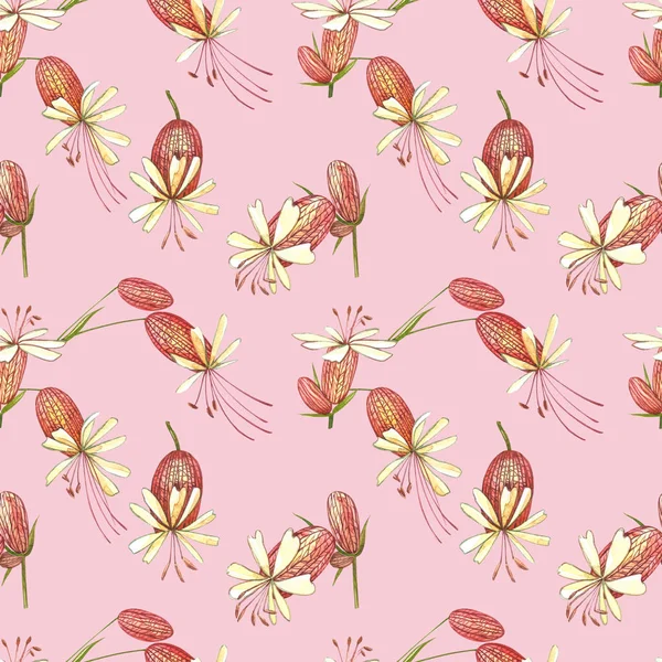 Blase Campion Blumen. Aquarell-Zeichnung Kornblumen, florale Elemente, handgezeichnete botanische Illustration. nahtlose Muster. — Stockfoto