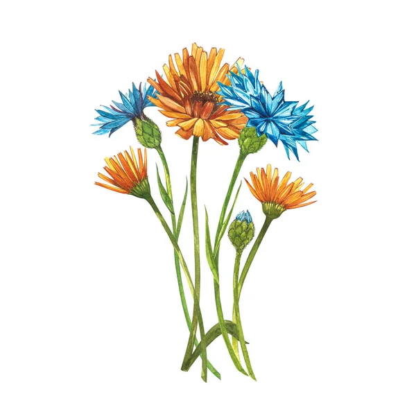 Bleuet bleu Bouquet de fleurs bouton d'herbe ou de célibataire avec des fleurs de Calendula isolé sur fond blanc. Jeu de dessin de bleuets, éléments floraux, aquarelle illustration botanique . — Photo