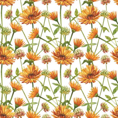 Calendula ya da papatya çiçeği. Suluboya botanik illüstrasyon. Kozmetik, ilaç, tedavi, aromaterapi, hemşirelik, paket tasarımı, saha buketi için iyi. Kusursuz desenler.