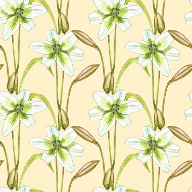 Suluboya beyaz zambaklar. Kusursuz desenler. Beyaz renkte yabani bir çiçek. Botanik suluboya çizimi, beyaz zambak buketi, kır zambakları.