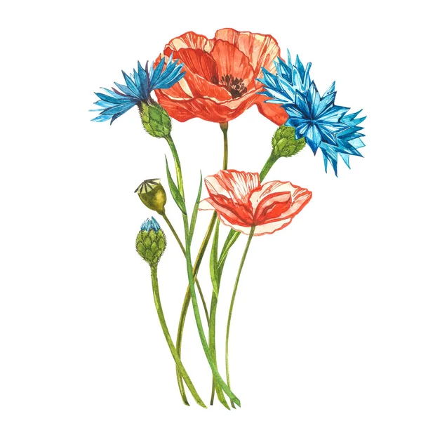 Akwarelowe czerwone maki. Dziki zestaw kwiatów odizolowany na biało. Botaniczny akwarela ilustracja, czerwony maki bukiet, rustykalne kwiaty maku. — Zdjęcie stockowe