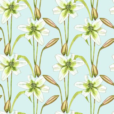 Suluboya beyaz zambaklar. Kusursuz desenler. Beyaz renkte yabani bir çiçek. Botanik suluboya çizimi, beyaz zambak buketi, kır zambakları.