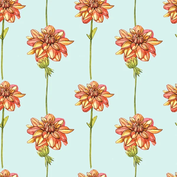 Akvarell orange dahlior. Sömlösa mönster. Vild blomma som isolerad på vitt. Botanisk akvarell illustration, orange dahlior bukett, rustika dahlior blommor. — Stockfoto