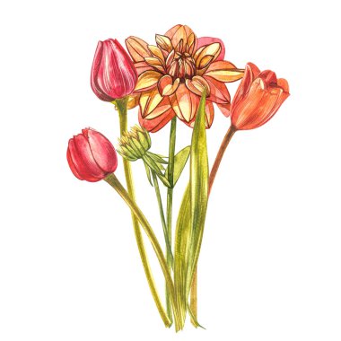 Watercolor Tulips. Wild flower set isolated on white. Botanical watercolor illustration, orange tulips bouquet, rustic flowers.
