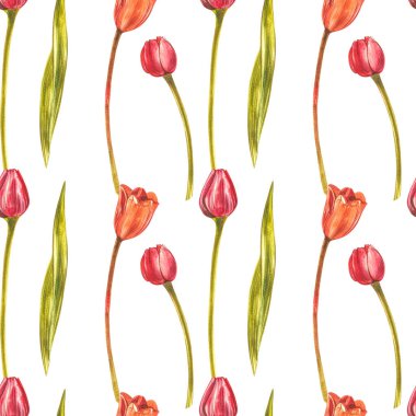 Watercolor Tulips. Wild flower set isolated on white. Botanical watercolor illustration, orange tulips bouquet, rustic flowers.