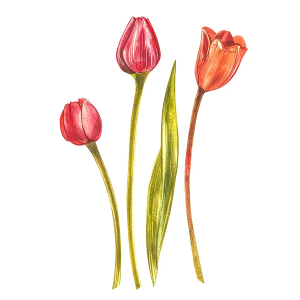 Watercolor Tulips. Wild flower set isolated on white. Botanical watercolor illustration, orange tulips bouquet, rustic flowers. — Zdjęcie stockowe