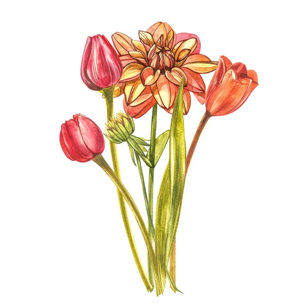 Watercolor Tulips. Wild flower set isolated on white. Botanical watercolor illustration, orange tulips bouquet, rustic flowers. — Stok fotoğraf