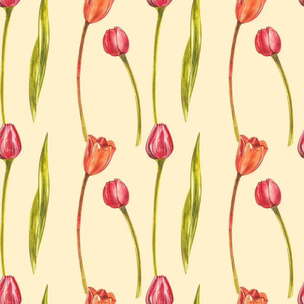 Tulipes à l'aquarelle. Fleurs sauvages isolées sur blanc. Illustration aquarelle botanique, bouquet de tulipes orange, fleurs rustiques . — Photo