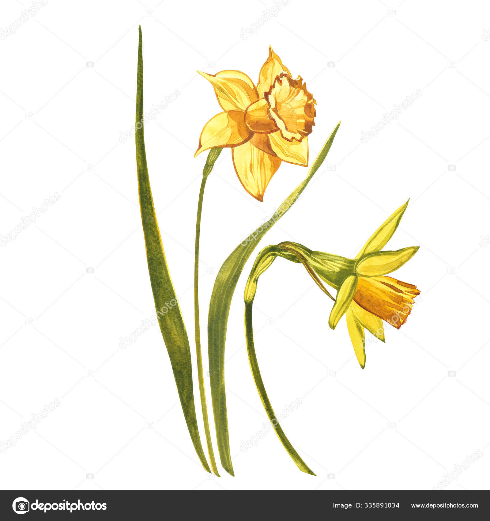 水彩画的水彩画野花丛生在白色上 植物水彩画 黄色水仙花 乡村花 白色背景上的水彩画 一套素描花束 图库照片 C Asetrova