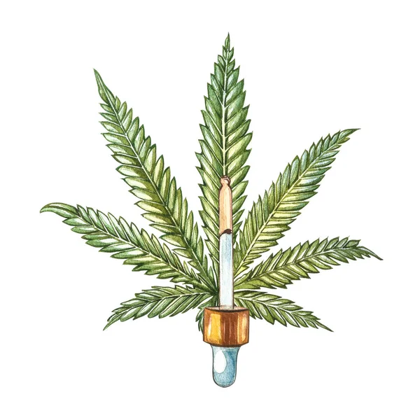 Oljehaltiga hampprodukter. Akvarell illustration på vit bakgrund. Bra för kosmetika, medicin, behandling, aromaterapi, omvårdnad, förpackningsdesign. Uppsättning av ritning blommiga element, akvarell botaniska — Stockfoto