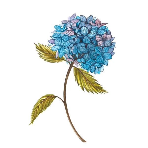 Aquarell hidrungea. Wildblume vereinzelt auf weiß gesetzt. botanische Aquarell-Illustration, Hidrungea-Strauß, rustikale Blumen. — Stockfoto