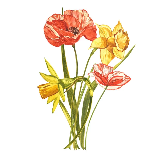 Suluboya Narcissus ve Poppy. Beyaz renkte yabani bir çiçek. Botanik suluboya çizimi, sarı narsisli buket, kır çiçekleri. Beyaz arkaplanda suluboya çizimi. Bir set — Stok fotoğraf