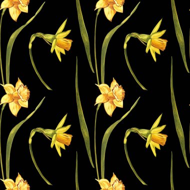 Suluboya Narcissus. Beyaz renkte yabani bir çiçek. Botanik suluboya çizimi, sarı narsisli buket, kır çiçekleri. Beyaz arkaplanda suluboya çizimi. Çiçek çizimi.