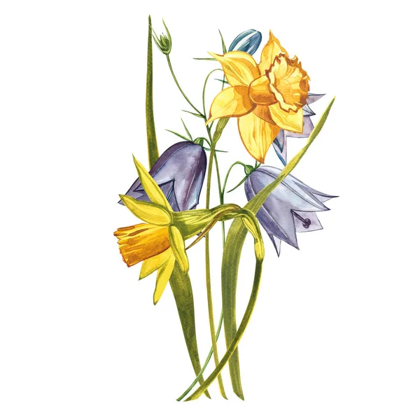 Suluboya Narcissus. Beyaz renkte yabani bir çiçek. Botanik suluboya çizimi, sarı narsisli buket, kır çiçekleri. Beyaz arkaplanda suluboya çizimi. Çiçek çizimi. — Stok fotoğraf
