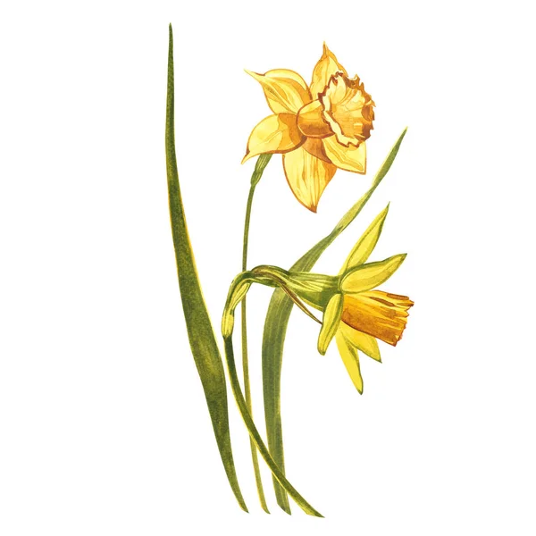 Suluboya Narcissus. Beyaz renkte yabani bir çiçek. Botanik suluboya çizimi, sarı narsisli buket, kır çiçekleri. Beyaz arkaplanda suluboya çizimi. Çiçek çizimi. — Stok fotoğraf