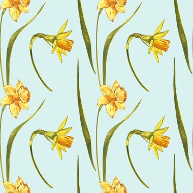 Suluboya Narcissus. Beyaz renkte yabani bir çiçek. Botanik suluboya çizimi, sarı narsisli buket, kır çiçekleri. Beyaz arkaplanda suluboya çizimi. Çiçek çizimi.