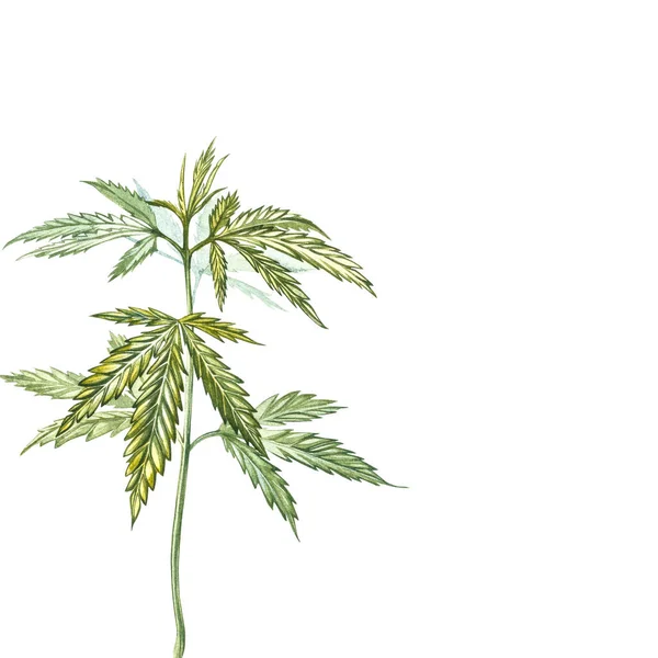 Oljehaltiga hampprodukter. Akvarell illustration på vit bakgrund. Uppsättning av ritning blommiga element, akvarell botanisk illustration. Sömlösa mönster. Bra för kosmetika, medicin, behandling — Stockfoto